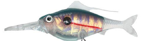 Wild eye soft shad