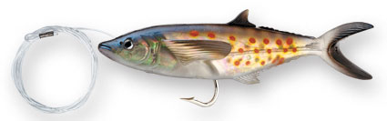 http://www.deportespineda.com/productos/senuelos_williamson/live/spanish_mackerel.jpg